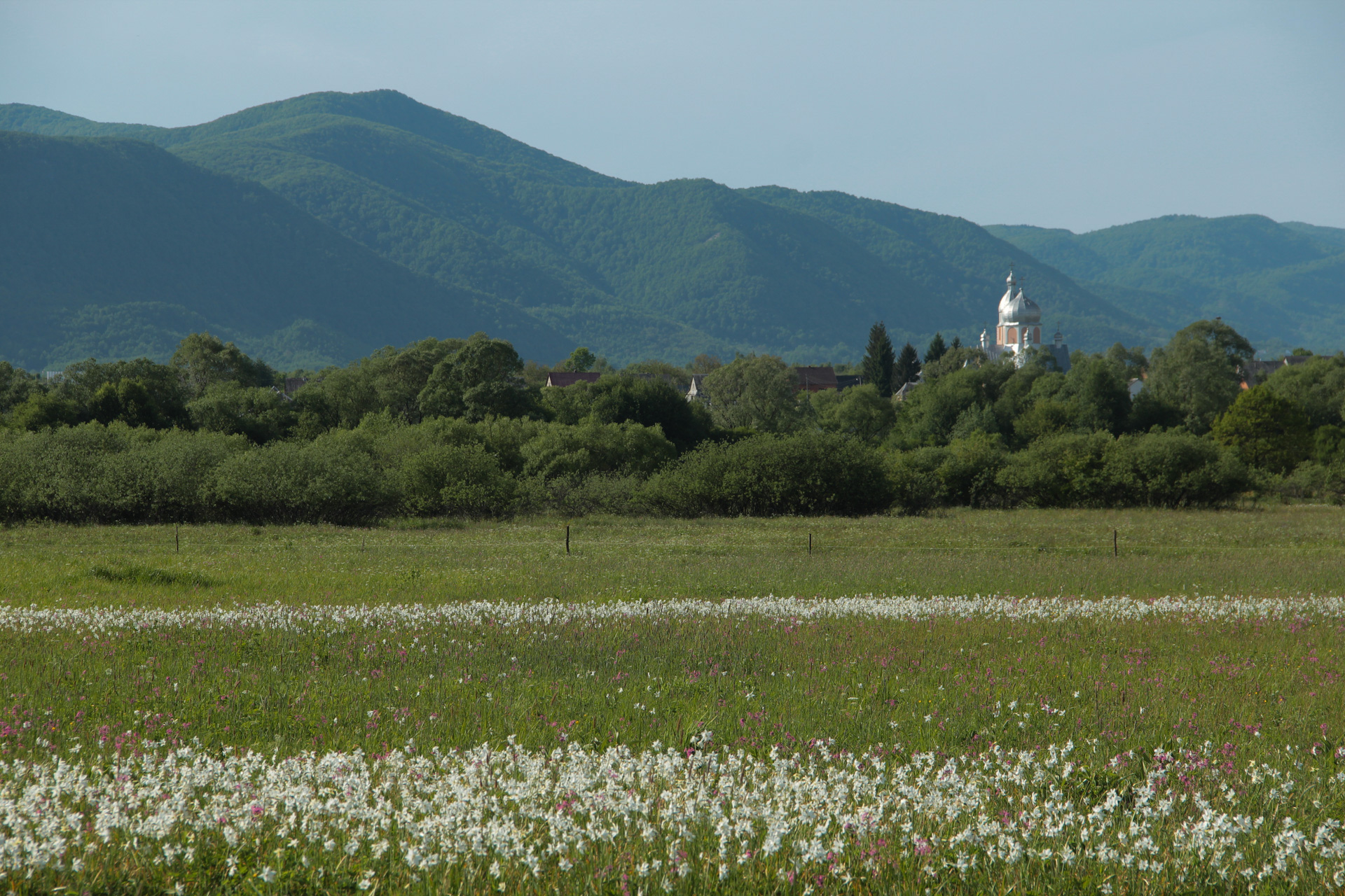Долина нарцисів
