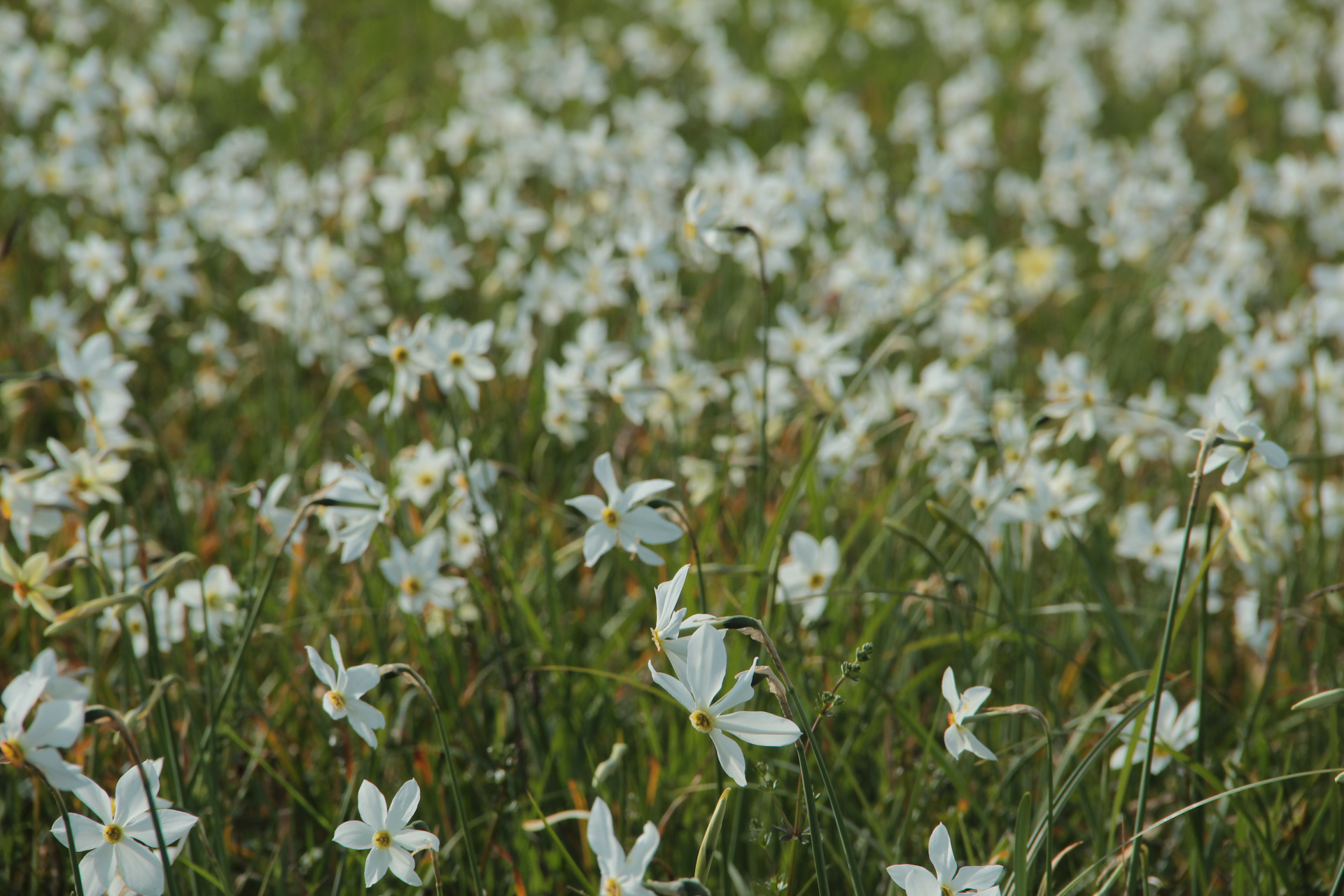 Долина нарцисів