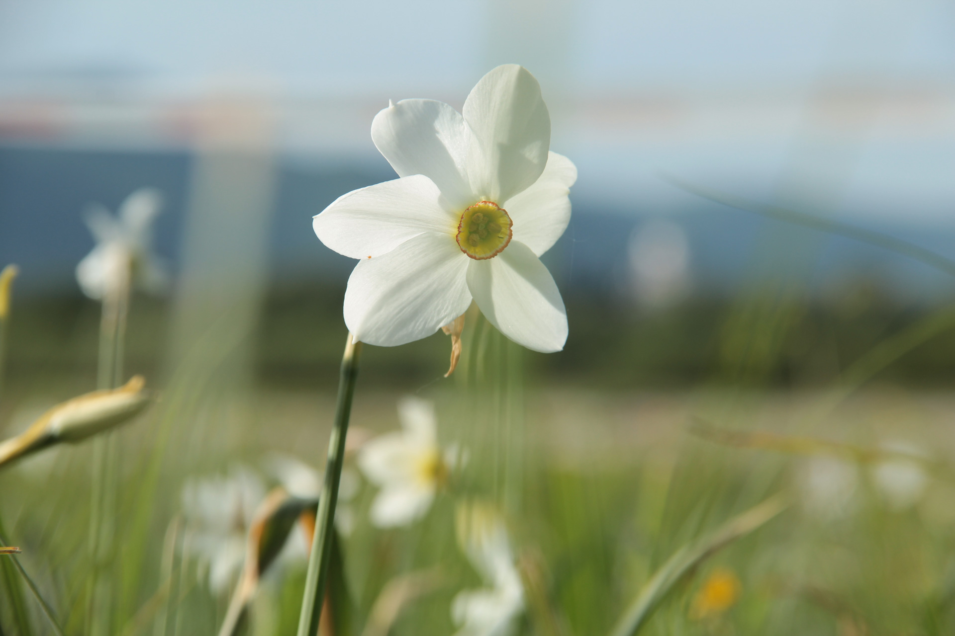 Нарцис вузьколистий