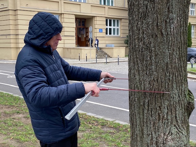 Фахівець міряє липу