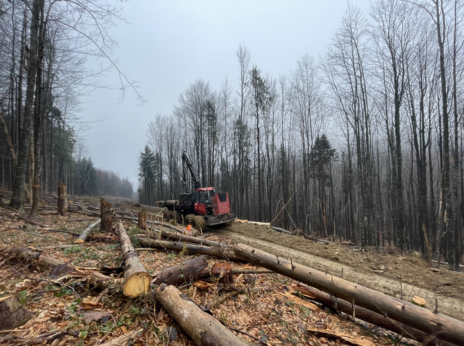 Полонина Руна, рубки лісі