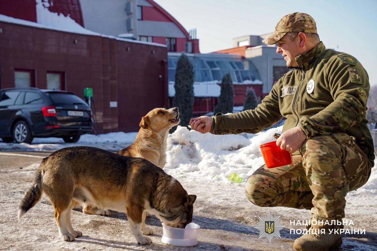 Кінологи облаштовують саморобні будки для песиків