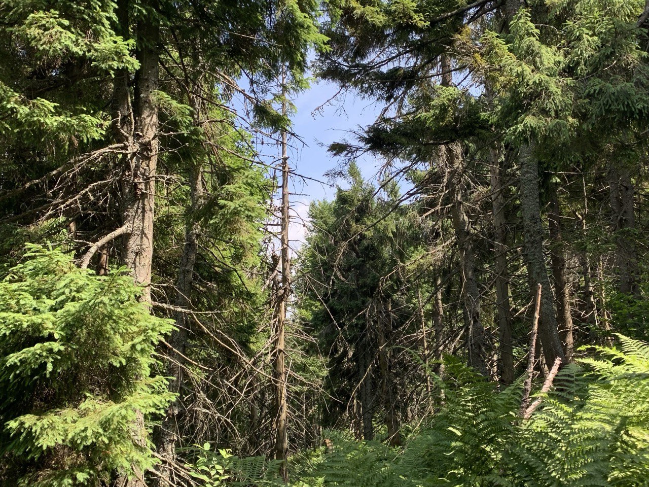 Пейзаж карпатського лісу