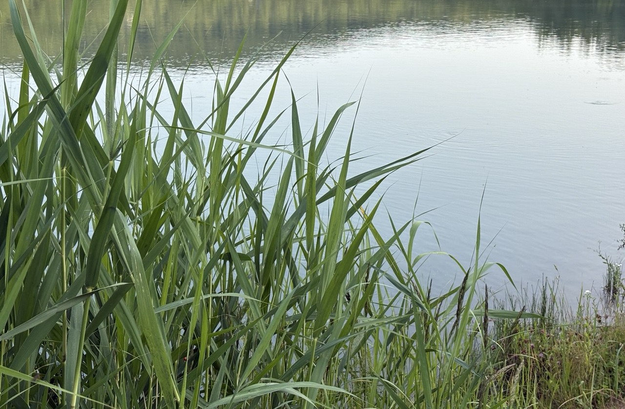 Водойма, берег, очерет