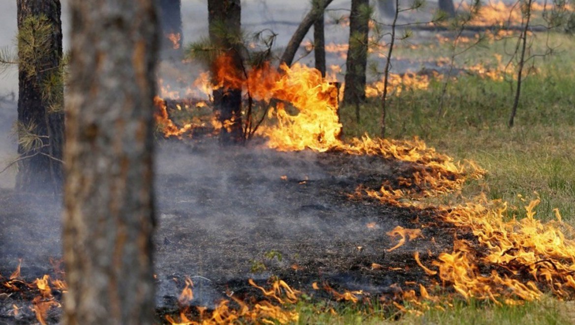 Загоряння у лісі