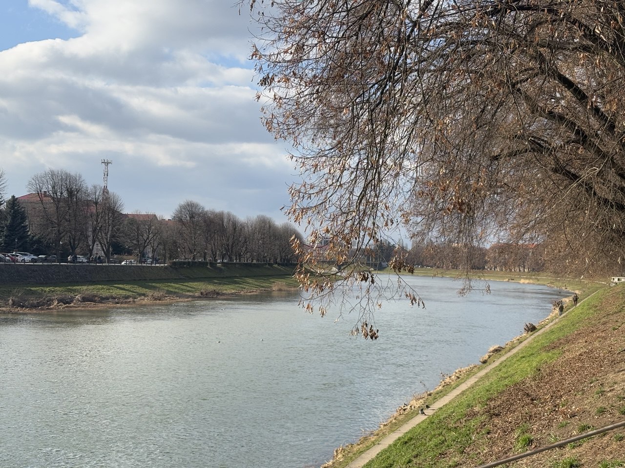 Ужгород, набережна, річка Уж, дерево