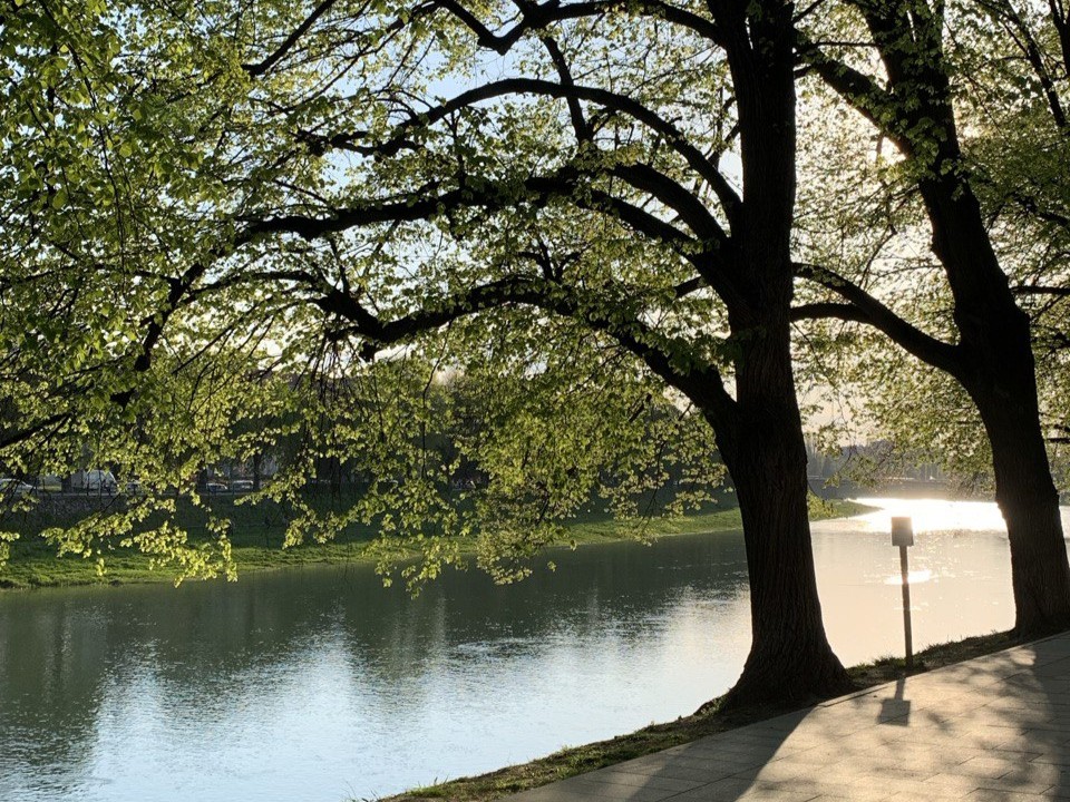 Дерева, Ужгород