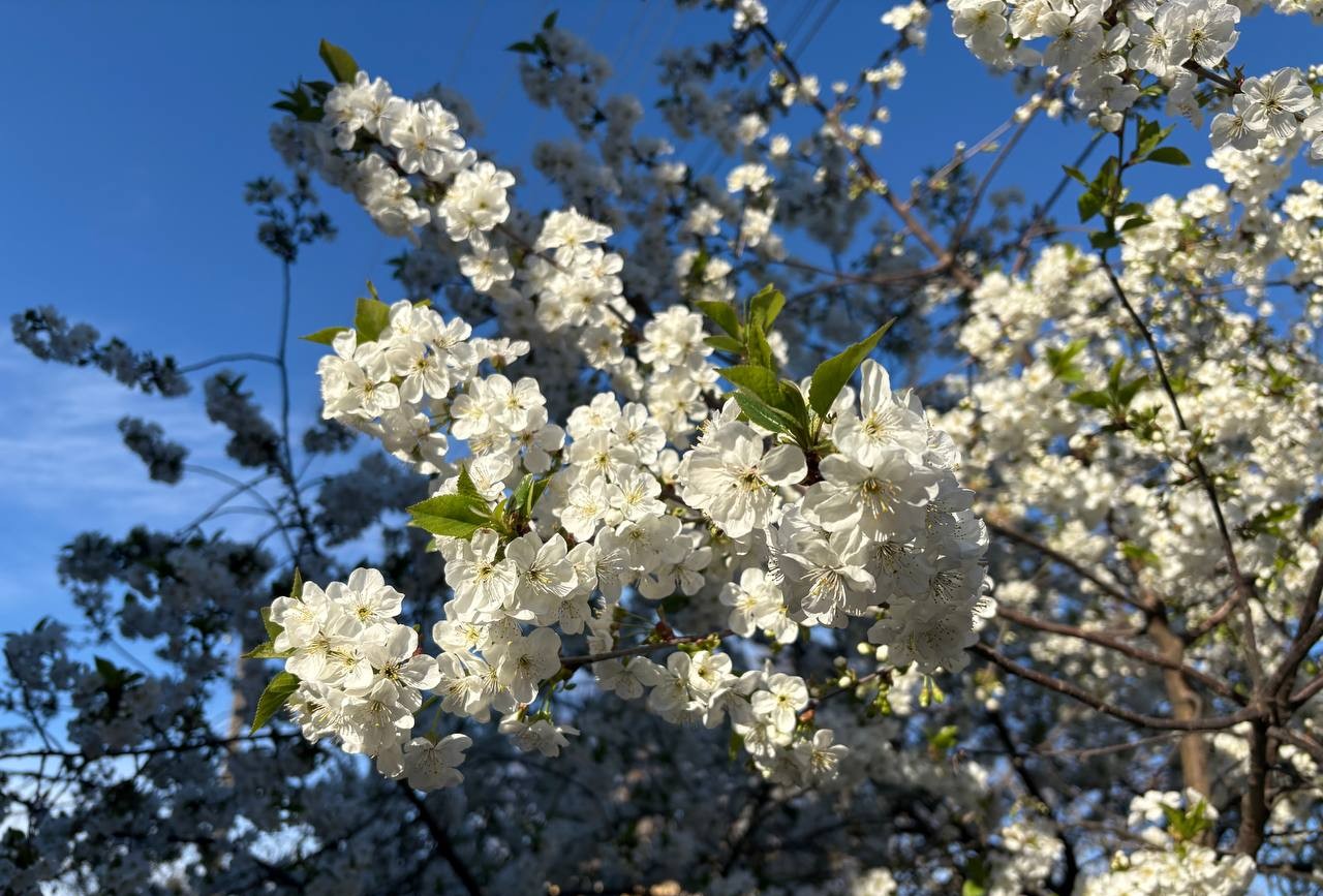 До 19° тепла прогнозують на Закарпатті