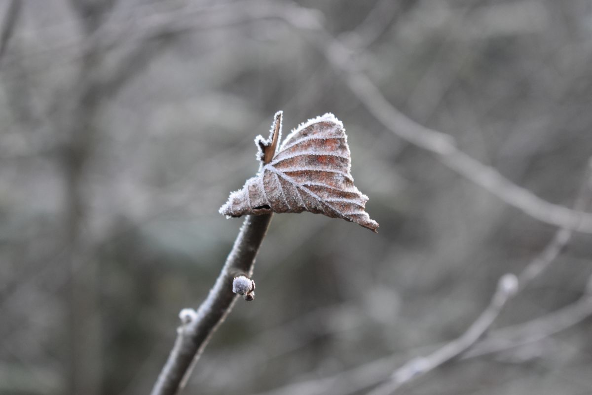 Заморозки