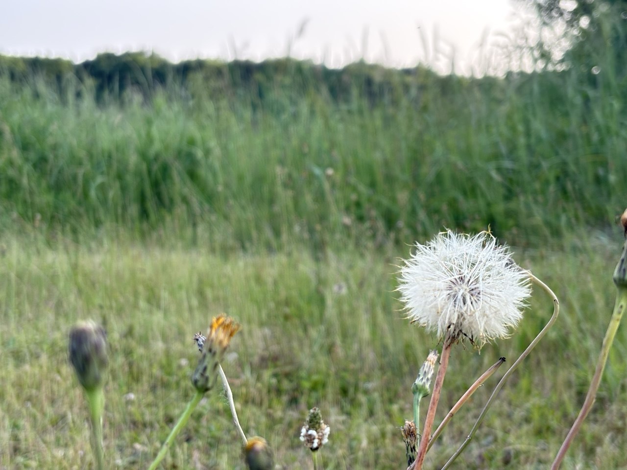 Трава, кульбаба