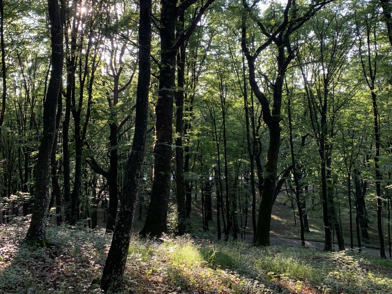 Лісовий пейзаж Закарпаття