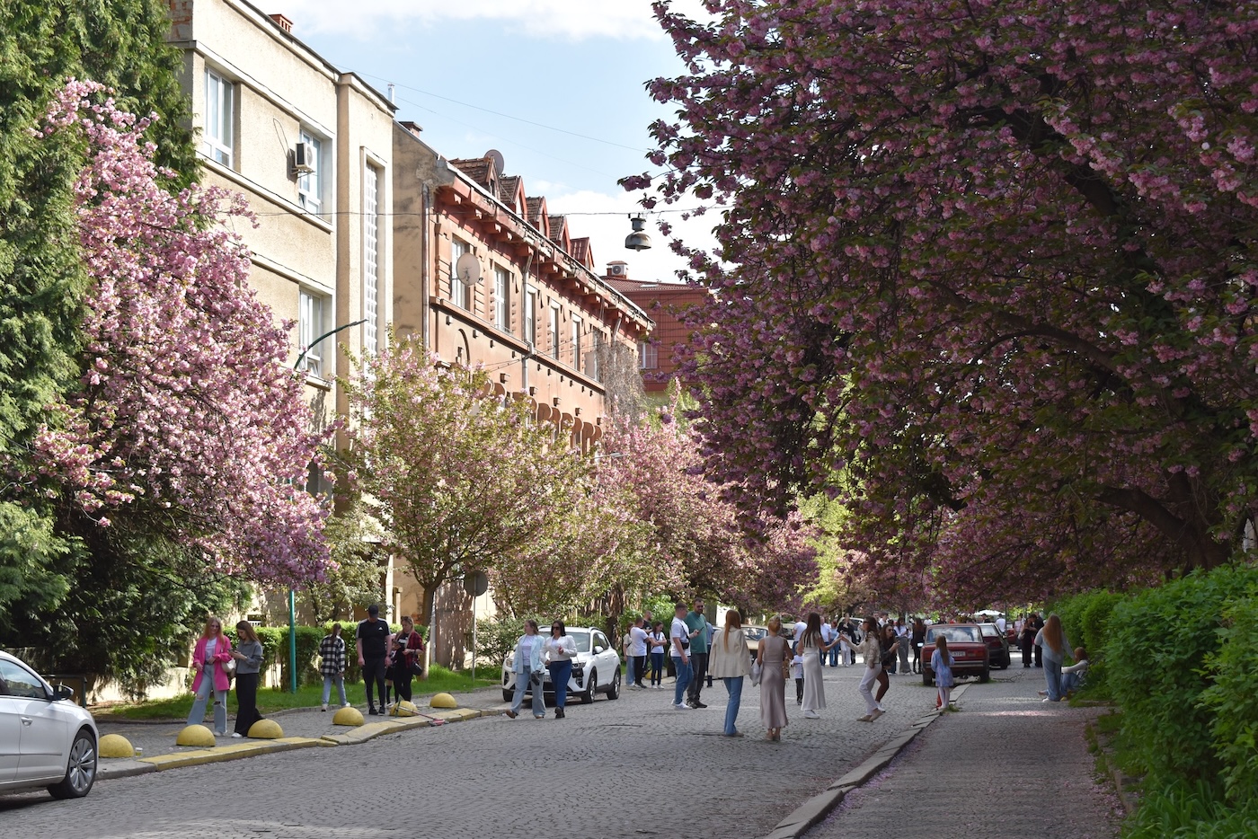 Ужгород, сакури