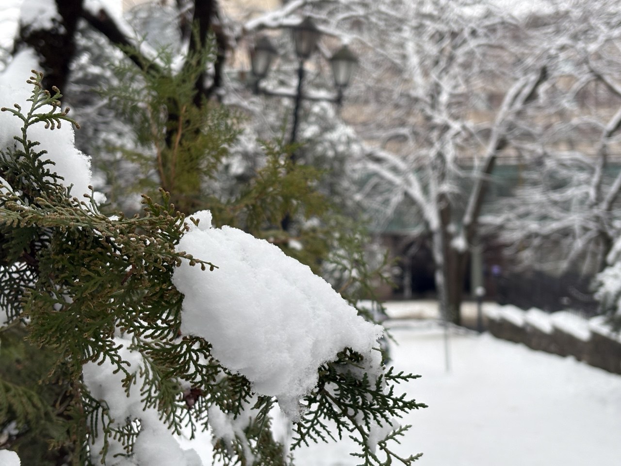 Сніг на гілці