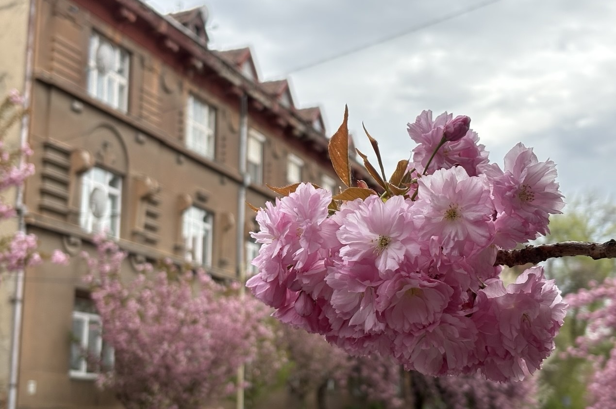 Ужгород, сакури