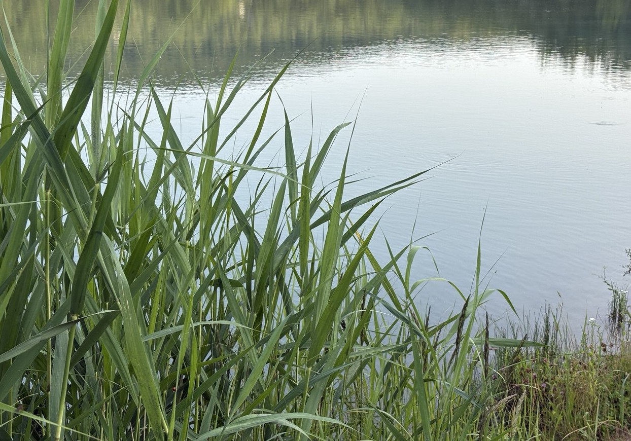 Водойма, берег, очерет