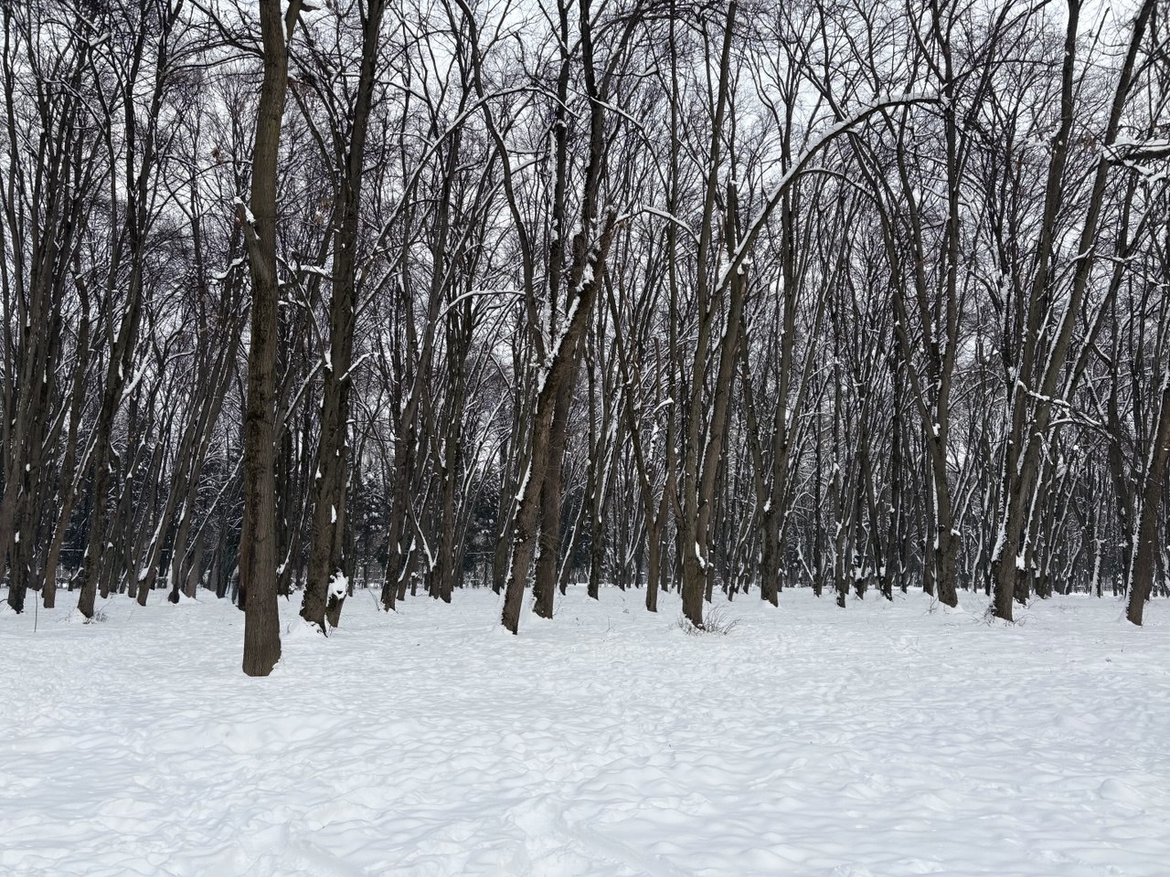 Сніг, дерева