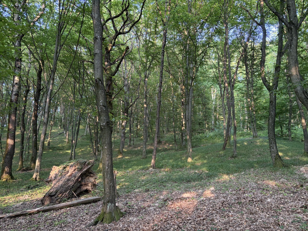 Ліс