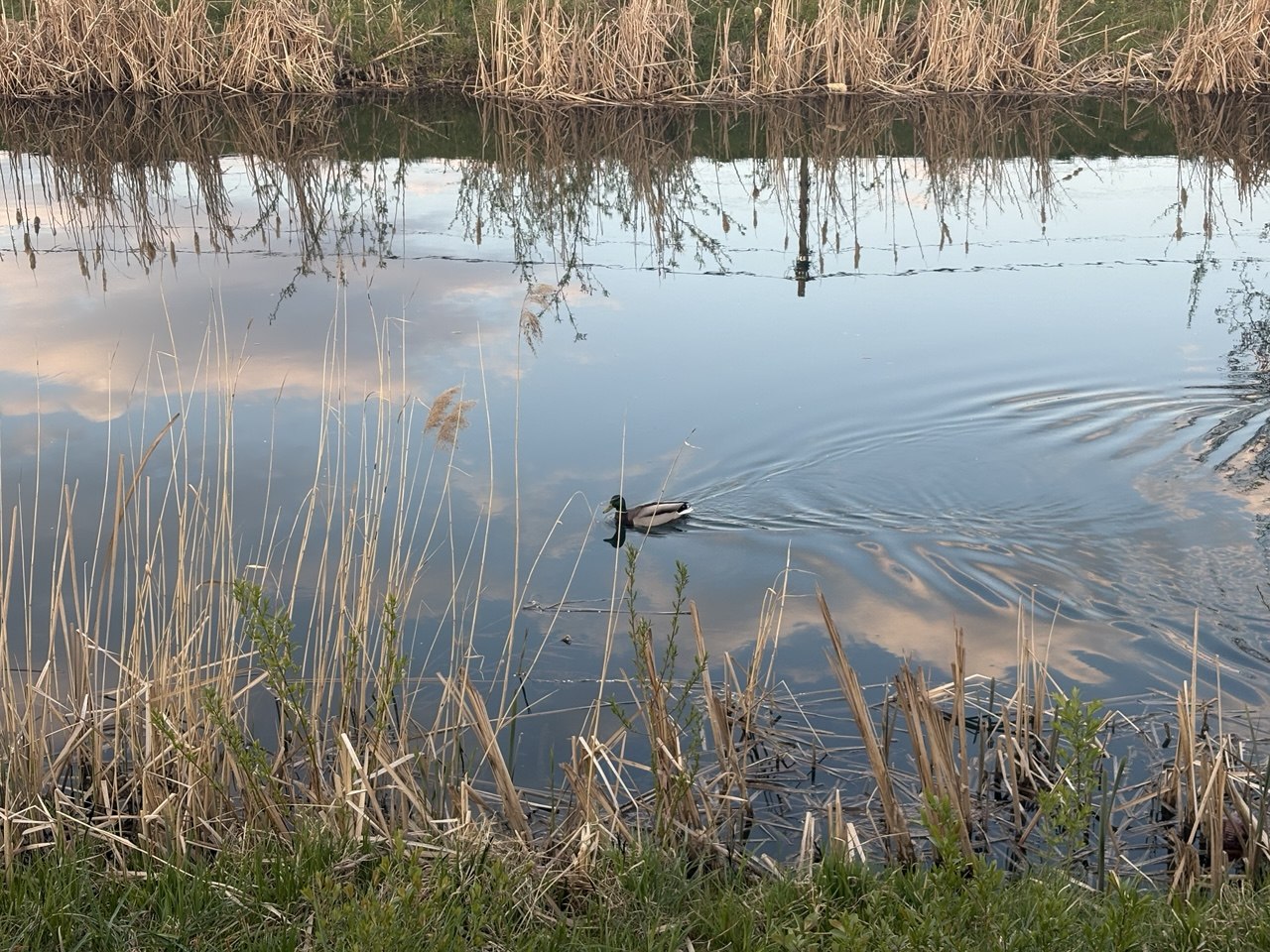 У водоймі на Тячівщині знайшли тіло місцевого мешканця