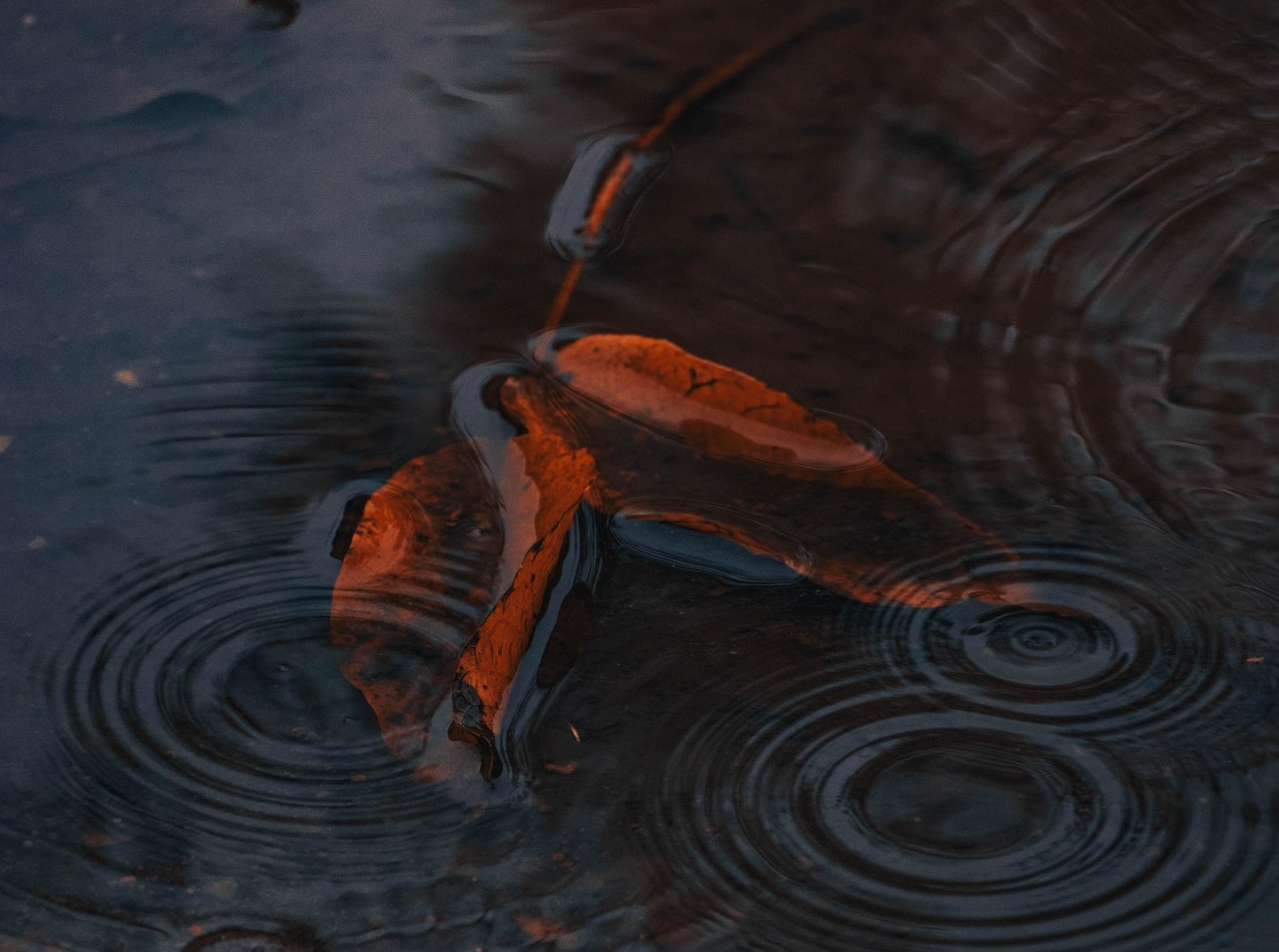 Листя, вода