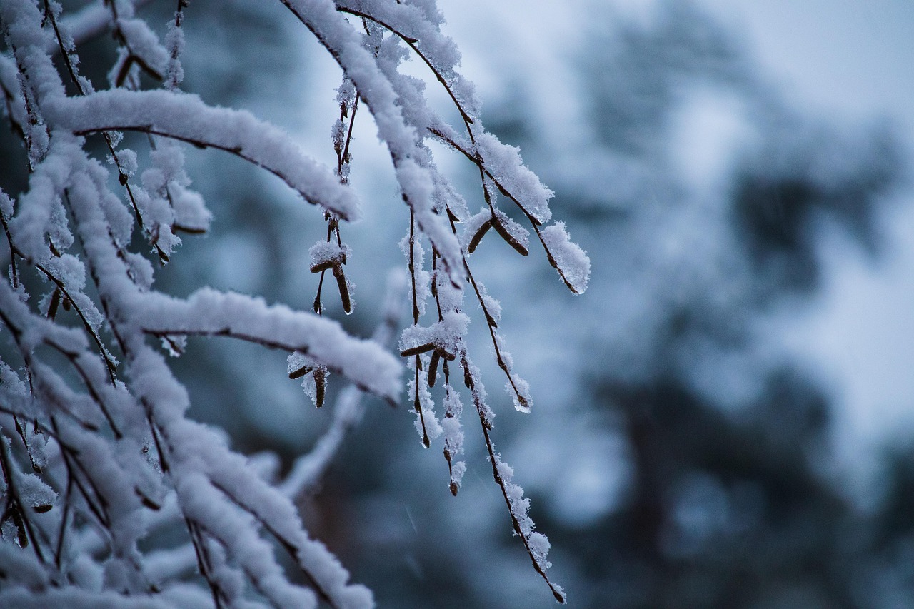 Сніг на гілках