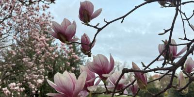 Магнолії в Ужгороді