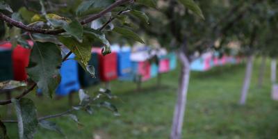 На бджолиній "фермі" Ленделів