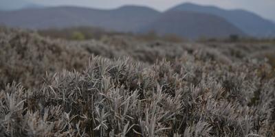 Лавандова гора біля Перечина