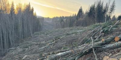 Рубки лісу у Карпатах