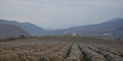 Лавандова гора