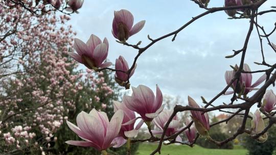 Магнолії в Ужгороді