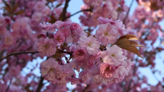 Сакури в Ужгороді