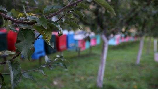 На бджолиній "фермі" Ленделів