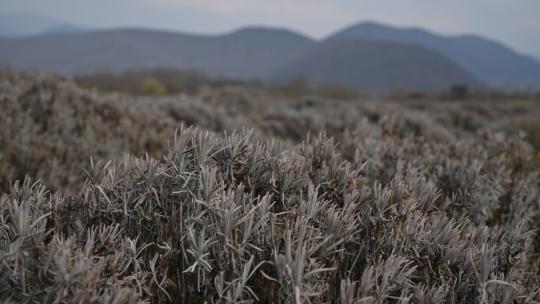 Лавандова гора біля Перечина