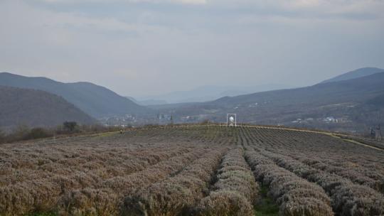 Лавандова гора