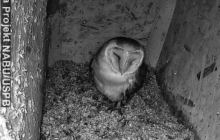 Сова на відеотрансляції