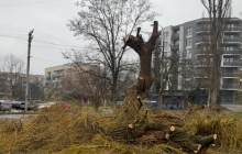 Дерева в Ужгороді