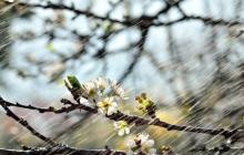 Синоптики прогнозують 5 квітня на Закарпатті дощову погоду та 14-19° тепла