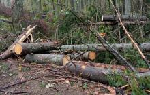 Рубки у Карпатах