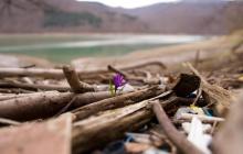 Крокуси на фоні Вільшанського водосховища