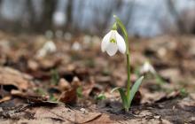 Синоптики прогнозують теплу погоду на Закарпатті 28 лютого 