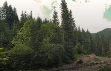 Місце рубок