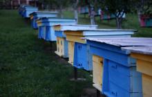 Пасіка у селі Загаття, ряд вуликів