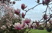 Магнолії в Ужгороді