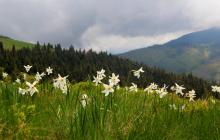 Нарциси на Свидовці