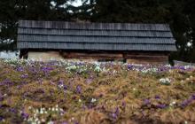 Крокуси та підсніжники цвітуть на полонині Свидовець