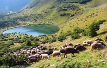 Озеро Ворожеска на Свидовці