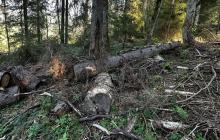 Свидовецьке лісництво