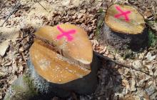 Рубки в Карпатах