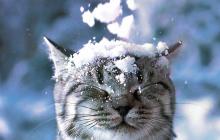 15 січня на Закарпатті сніжитиме 