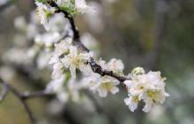 Вночі 15 березня на поверхні ґрунту та в повітрі очікуються заморозки 0-3º 